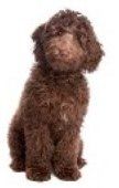 brown Poodle puppy